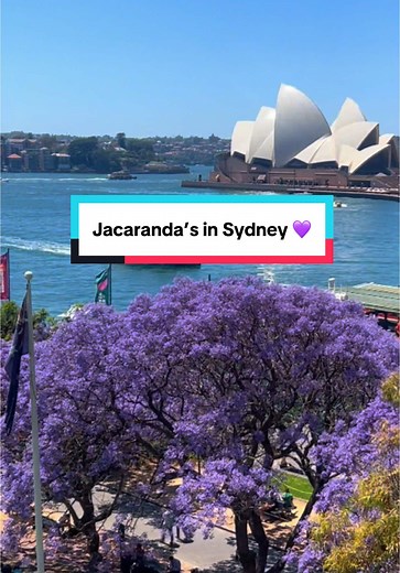 Experience Sydney's Stunning Jacaranda Season in Full Bloom