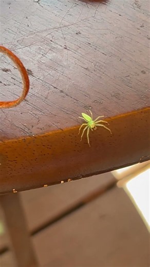 Green lynx spider catches an ant #wildlife #nature #spider #ant #insect