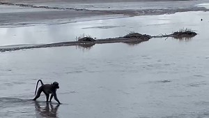 864K views · 3.1K reactions | One baboon. One risky decision. The...