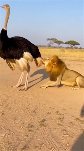 When Lion Attacks, Ostrich Delivers a Hilarious Kick! 🦁🐔👢 #OstrichHero #LionVsOstrich #EggDefense #FunnyWildlife | Jogendra Singh