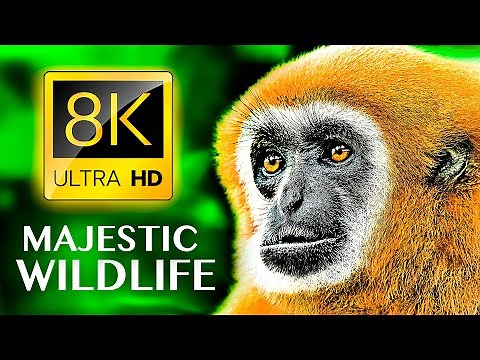 MAJESTIC WILDLIFE 8K ULTRA HD - Most Beautiful ANIMALS in the World with REAL SOUNDS