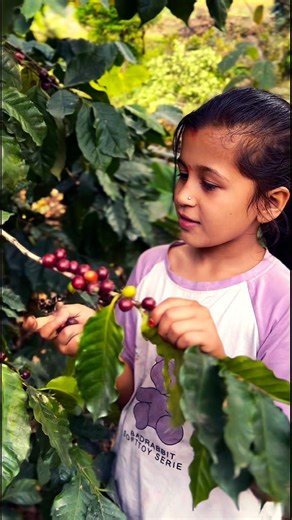 coffe harvesting 😜