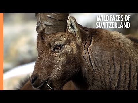Wild Faces of Switzerland | Full Documentary
