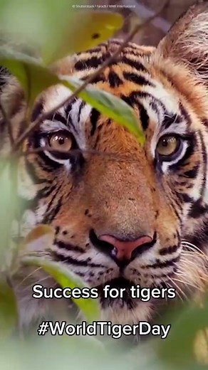 This Global Tiger Day, we’re celebrating something incredible - the return of wild tigers across Asia. 🐅💚 From translocating tigers in India’s Rajaji Reserve, to reintroducing tigers to Kazakhstan after 70 years and natural dispersal in northern Thailand, these are stories of hope and the power of partnership. Together we need to keep protecting the landscapes tigers and people depend on. 🌿 | WWF UK