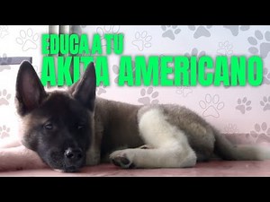 COSAS que DEBES de SABER del Akita Americano🐾🐶 | Professional Dog Training