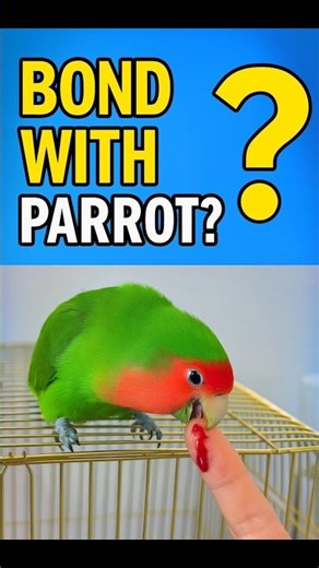 Parrot Bonding Mistakes 🐦 4 Rules for Trust & Love! | #shorts #lovebirds