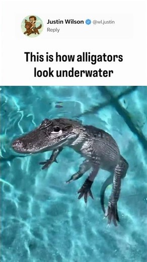 This is how alligators look underwater