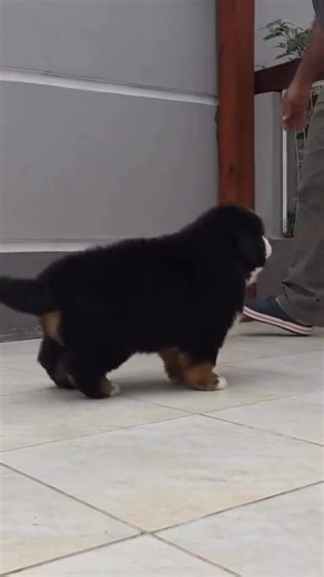 A great day with Lucy having some training play time 😀 #bernesemountaindogsforadoption | Bernese Mountain Dogs For Adoption