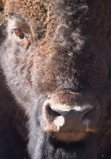 Bisonte gigante de Yellowstone: guía y fotos del enorme bisonte