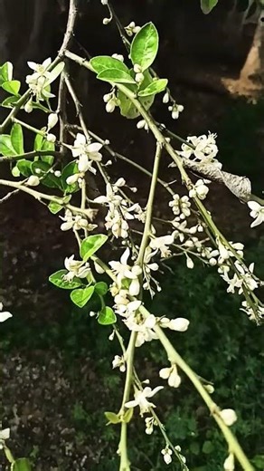 #bollywood #lemon #farming #shorts