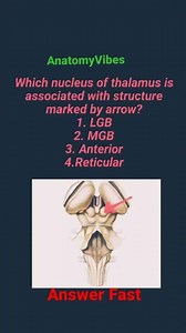 Superior Colliculus | Lateral Geniculate Body | Tectum | Midbrain | Brain #anatomy #neuroscience