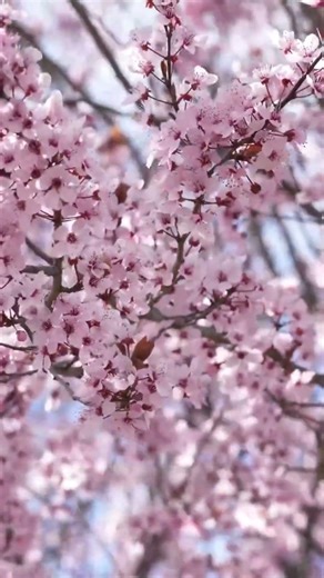 Pause for 30 Seconds🌸Spring Bird Sounds to Calm Your Mind