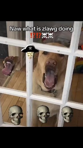 Gooner Paradise on Instagram: "𝓯𝓻𝓮𝓪𝓴𝔂 ahh dog"