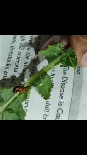 #pupalstage #ladybug#bettle#entomology #haritsanskriti #bscagriculture