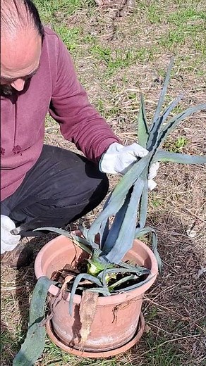 How to Clean and Propagate an American Agave Plant in a Pot