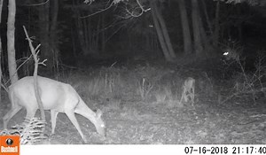 Trail-Cam Video: Fawn Ambushed by Bounding Bobcat | OutdoorHub