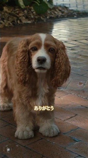 ごろりんハプニング🐶💛💙｜わんわん物語(2019)｜Disney+ (ディズニープラス) #Shorts
