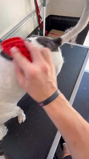 Even dogs with short hair shed. Gracie, a Jack Russell, is having a deshedding treatment to remove her excess fur. Message the page if you would like to book in for a de-shed. | Waggin’ Tails Wash & Groom | Facebook
