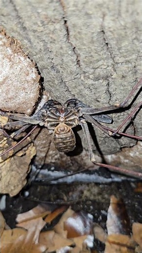 Doubling Up? My "Amblypygi" Just Split in Two! 😁 ¿Dos por Uno? ¡Mi "Amblipigio" se dividió en dos!