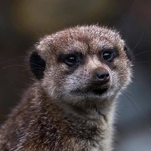 1.1K reactions · 1.1K shares | Try it with your own photos! | My Talking Pet | Facebook