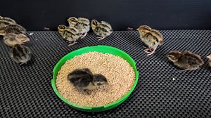 This last hatch completes our flock 😉 . AI Overview Celadon quail are a genetic variation of the Coturnix quail known for laying beautiful light blue or aqua-colored eggs, often with brown speckles. This unique egg color comes from the celadon gene, which is recessive, meaning both parent birds must carry it for their chicks to inherit the ability to lay blue eggs. These quail are not a separate species but a specific line within the Coturnix family, valued for both their striking blue eggs and