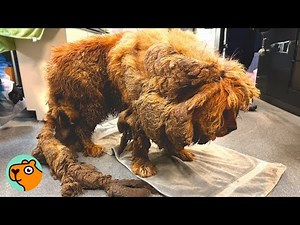Dog Hidden Under 30Lbs Of Fur Finally Gets Her Life Back | Cuddle Buddies