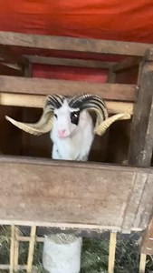 19K views · 771 reactions | domba garut #fbreels | Sarah | Facebook