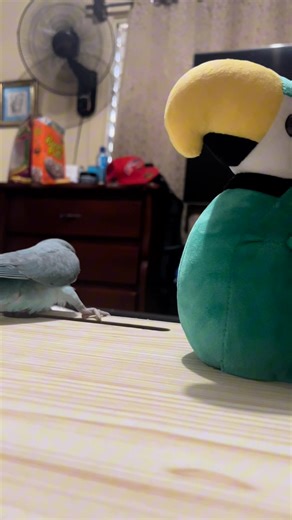 Blue wants to play but very safely. #funnyparrot #ringneck #parrotvideo | Blue the Parrot