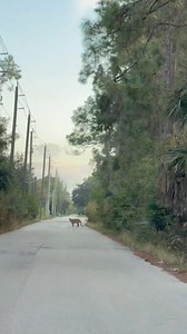 We were on our way home from a rattlesnake call, when we turned on our street and saw what appeared to be a large dog at first. We quickly realized it was a critically endangered Florida Panther, there are only about 200 Florida panthers remaining in the wild. We are lucky enough to live in the heart of their last remaining habitats. #panther #florida #wildlife #floridapanther #snakecatcher #EndangeredSpecies #everglades #wildlife #wildlifephotography | Rhett Stanberry