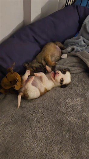 2K views · 44 reactions | Oudtshoorn Dogs in Need on Reels | Facebook