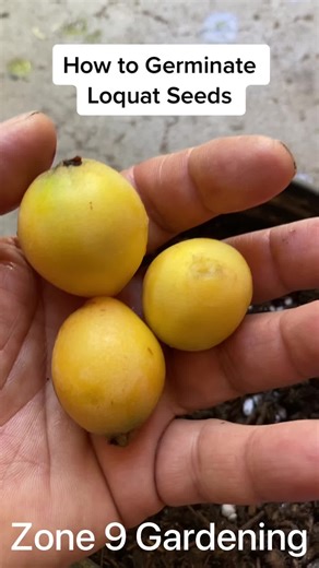 How to Grow Loquats from Seed: A Step-by-Step Guide
