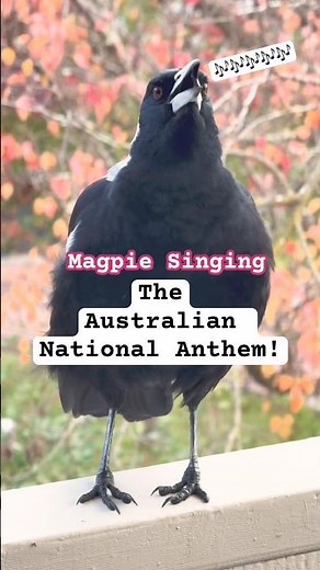 Australian magpie singing sounds