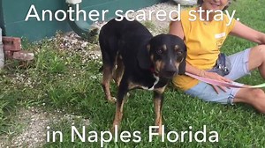 12K views · 595 reactions | ‼️‼️‼️UPDATE-CARSON-now SPOOK, ADOPTED‼️‼️‼️ CARSON is scared and wondering why his owner never came to get him Naples, FL 239-252-PETS. #A210161 | Collier DAS Dogs -by volunteers | Facebook