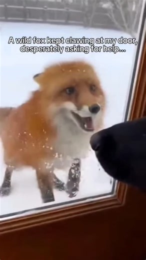A wild fox kept clawing at my door and then... _fox _wholesome #WildFox #Wholesome #AnimalStory #FoxEncounter #Heartwarming | Trending videos