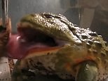 Giant African bullfrog devours everything that moves