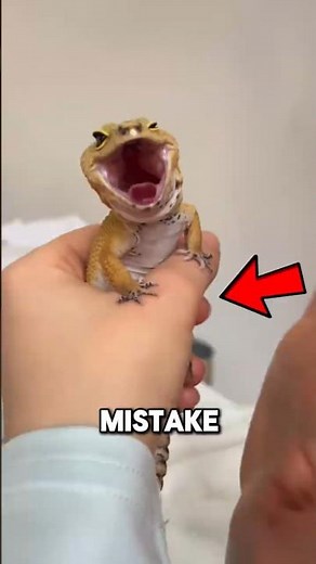 Things You Should NEVER Do to Your Gecko