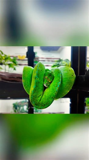 Breeding Young Green Tree Python Males. How To Do It Safely! 🔝🐍