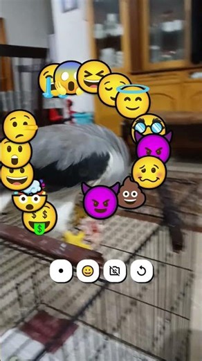 Red-Eyed Kite Feasting 🦅 | Real Nature Sounds at the End