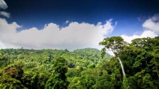 Les forêts, ressource vitale pour les populations et la planète : 🌳 stockent le carbone 🌳 purifient l’air 🌳 fertilisent les sols 🌳 créent des emplois locaux 🌳 alimentent l’industrie et plus encore ! 🔗 En savoir plus : http://wrld.bg/cIW850QYgB0 #ForestsForUs | #PlanèteVivable | Banque mondiale