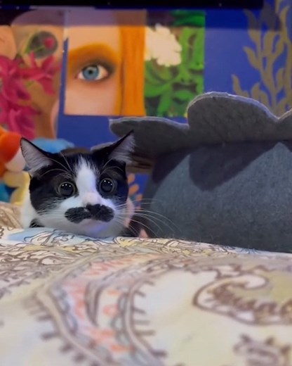 Meet Freddy Purrcury, the cat that looks like Freddie Mercury 😻❤️ | MetDaan Animals