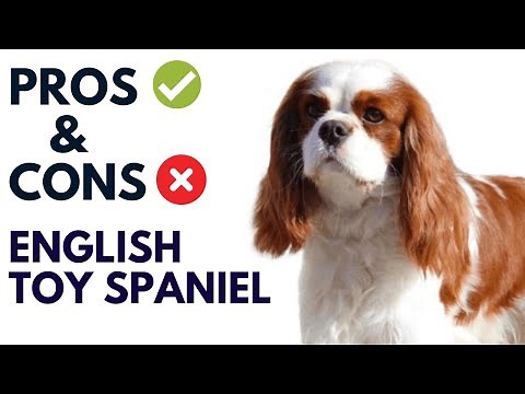 English Toy Spaniel Dog Pros and Cons | English Toy Spaniel Advantages and Disadvantages