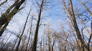 Free video - Trees, Branches, Forest, Autumn