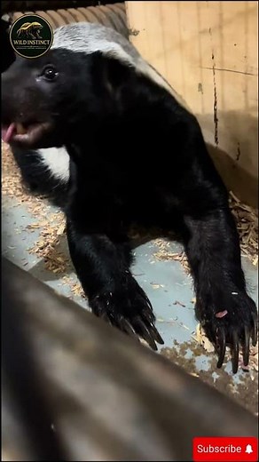 🦡 What Is a Honey Badger Really Eating? 😱