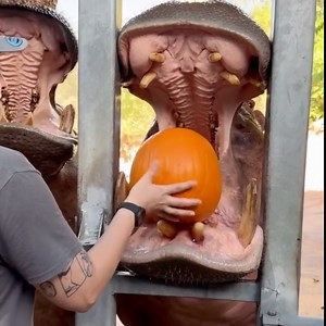 The hippo's teeth are seriously impressive! 😲 #WildLife #AnimalFun | ShanghaiEye