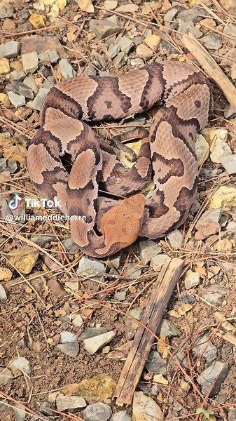Avoiding Copperhead Snake Bites: Safety Tips
