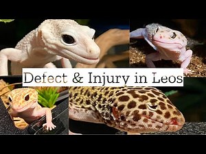Defect & Injury in Leopard Geckos