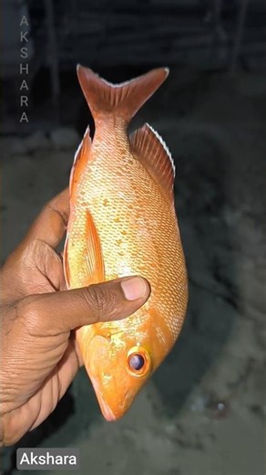 Red snapper! big caught unbelievable 🐠🐋🐟fishing🎣 #shorts #skyway #fish #fishing