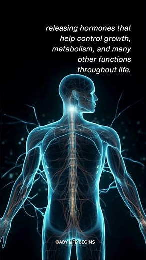 When the Brain Begins to Form (Week 4–5 Development)