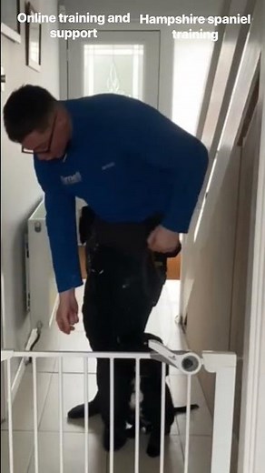 Basic retrieve routine with Heel and sit ￼working, Cocker Springer Spaniel, Gundog Training