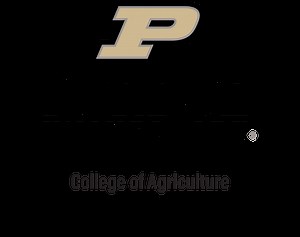 Urban vegetable farm